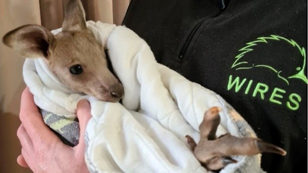 A WIRES carer holds an injured joey, which they have nicknamed 'Hope'.