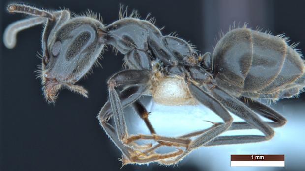 The newly named ant Anonychomyrma inclinata is the obligate attendant for the rare and beautiful Bulloak Jewel butterfly Hypochrysops piceatus