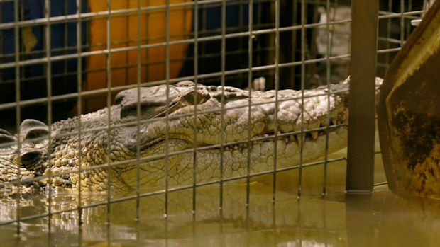 Matt Wright's Wild Territory crocodile 