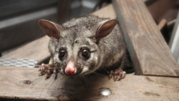Brush-tail possum in roof. 