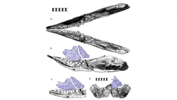 CT scans revealed pebble-like teeth for Cartorhynchus.