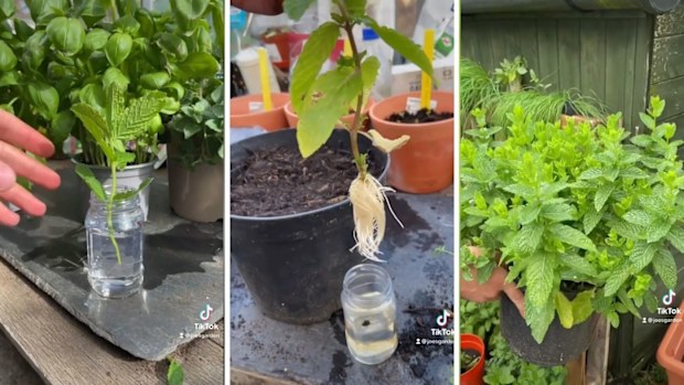 tips tricks and hacks, gardening