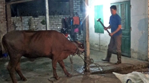 A cow about to be killed with a sledge hammer. (Animals Australia)