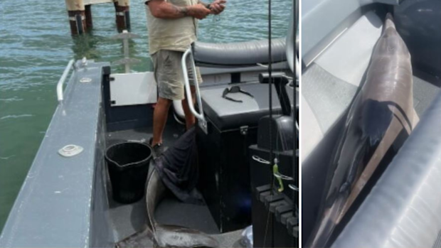 charter boat dolphin jumped onto today show january 16, 2025