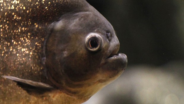 Piranhas are an omnivorous freshwater fish that inhabits South American rivers. (AAP)
