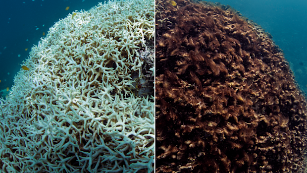 This photo shows before, March 2016, left, and after, May 2016, images of coral bleaching and death at Lizard Island on Australia's Great Barrier Reef.