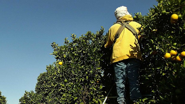The temporary migrant scheme is rife with issues, a parliamentary inquiry has found.