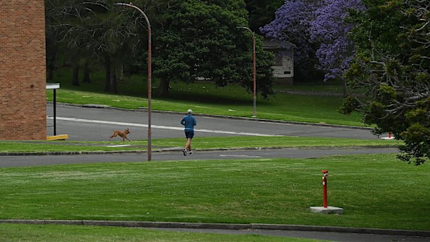 People walk dog in Callan Park in Sydney