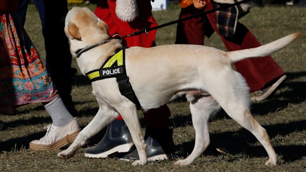 A drug detection dog at Byron Bay's Splendour In The Grass festival.