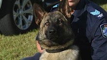 Police dog Rambo and his handler.