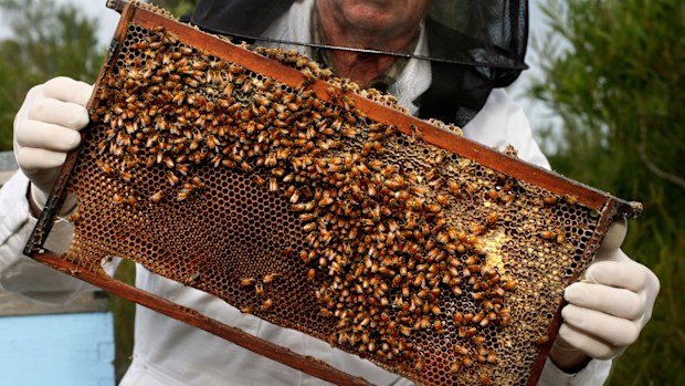 Varroa mite NSW update: Another infestation detected in state ...