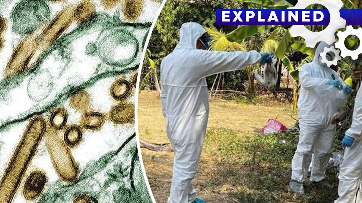 Bird flu in humans: Will bird flu become the next pandemic? Expert's ...