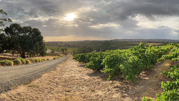 Wine of the year 