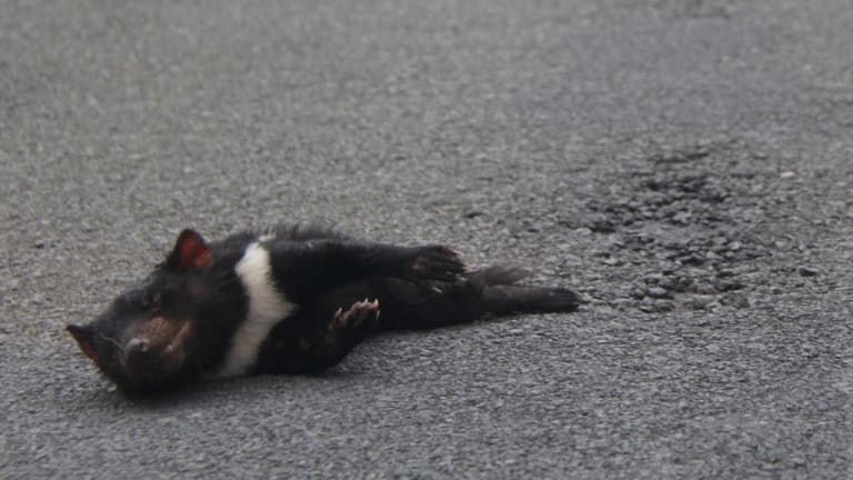 Tasmanian devils escape disease, to be killed by cars