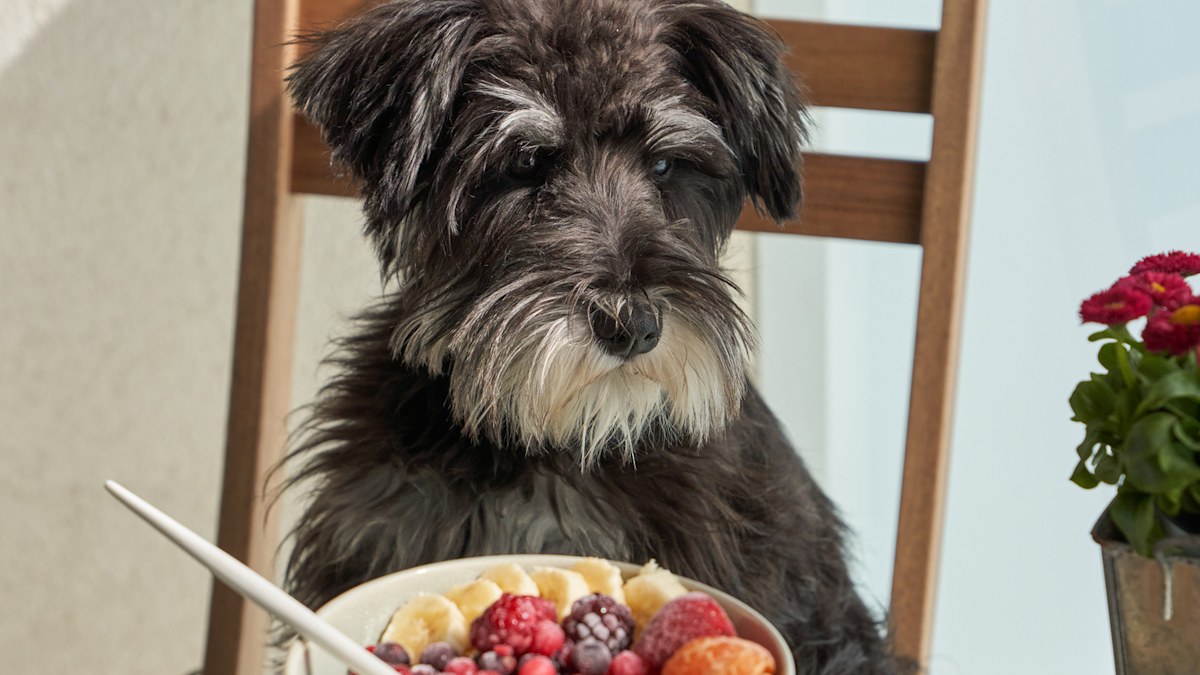 Can dogs eat bananas: Reason popular fruit should only be given to your ...