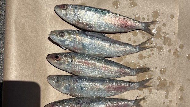 Hundreds of dead scaley mackerel are floating off Western Australia, sparking an investigation and orders not to swim at nearby beaches.