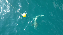 Queensland tourism leaders calling for more shark controls