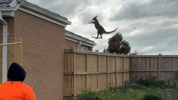 A Victorian landscaper has captured the extraordinary moment a kangaroo leapt metres into the air and bounded into a backyard.