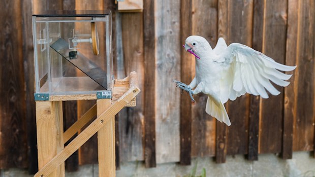 Cockatoos can not only use tools, they can carry whole toolkits