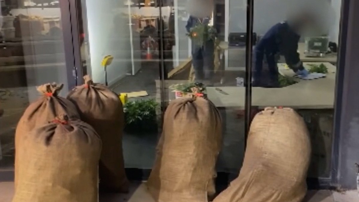 Melbourne drug raid Police seize hundreds of cannabis plants from ...
