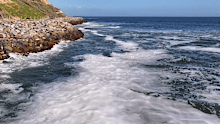 Scientists investigating South Australia's algal bloom have made a key discovery that could have major implications for the summer ahead.