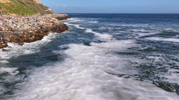 Scientists investigating South Australia's algal bloom have made a key discovery that could have major implications for the summer ahead.
