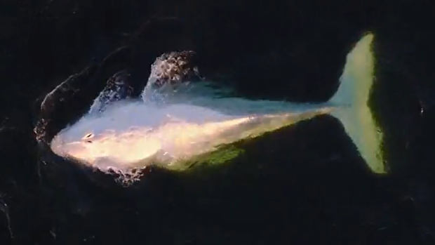 A rare white humpback whale has been spotted defying migration habits off the NSW South Coast. 