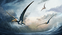 An artist's reconstruction of the newly discovered species of Australian pterosaur, Haliskia peterseni. 
