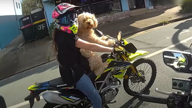 A woman has been fined for riding a motorbike with a dog strapped to her chest in a Temu harness on Queensland's Sunshine Coast. 