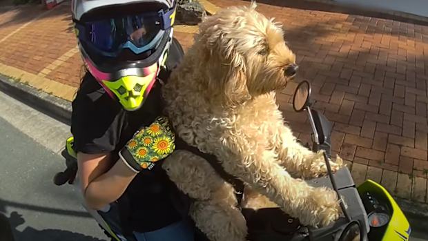 A woman has been fined for riding a motorbike with a dog strapped to her chest in a Temu harness on Queensland's Sunshine Coast. 