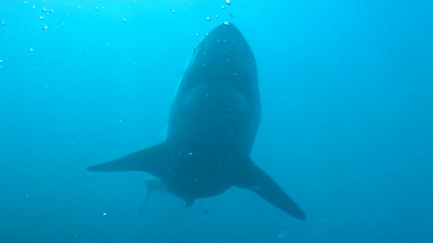WA duo Andy Nelson and Tim Ryan were hunting for crays off Safety Bay, when they came dangerously close to a great white shark.