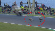 A pair of Cape Barren geese wander onto the Phillip Island cricuit.