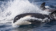 "Our minds are well and truly blown today," Whale Watching Sydney said in a Facebook post.