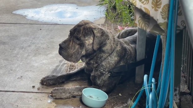 A two-year-old girl has been rushed to hospital after she was bitten on the head by her family dog in Adelaide's north-west.