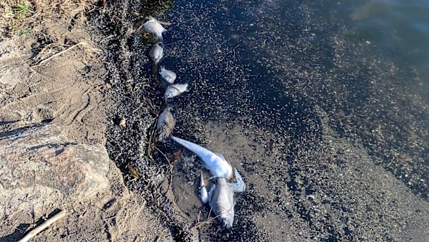 Hundreds of dead fish at Mannering Park, Lake Macquarie.