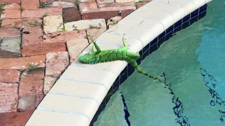 It S Raining Iguanas In Florida