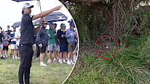 Min Woo Lee's ball in the bushes
