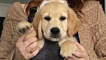 Golden retriever puppy in a baby carrier