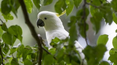 Image result for cockatoos"