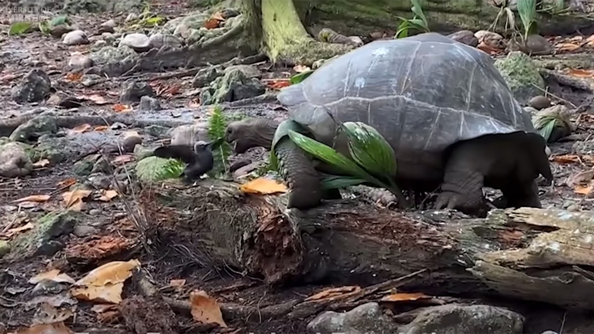 Giant tortoise filmed killing and eating baby bird in 'horrifying' encounter