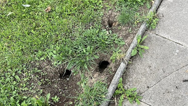 Rat holes seen on a local estate.
