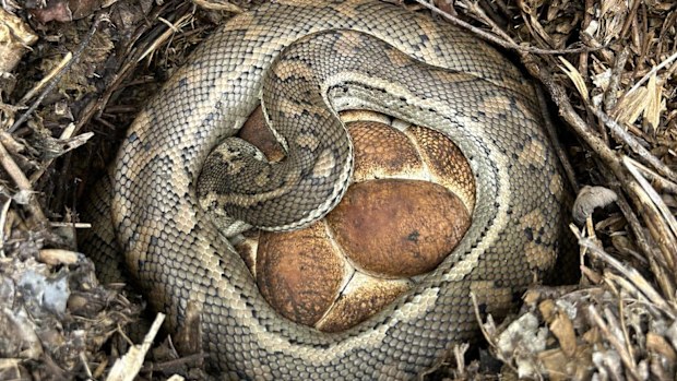 You'd be forgiven for thinking this coastal carpet python is guarding bread rolls.