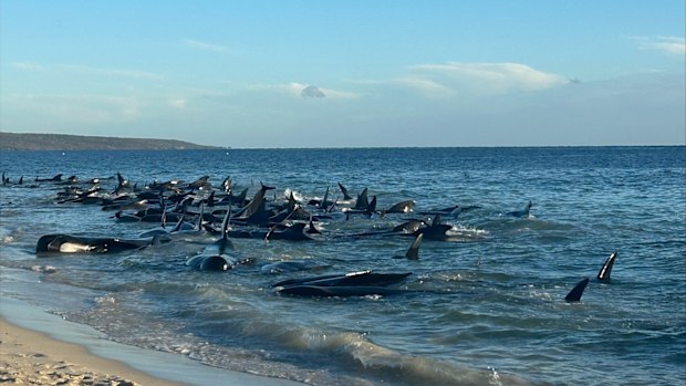 A mass pod of whales have beached themselves at Toby's Inlet near Dunsborough in Western Australia