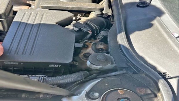 A fire crew in the US has rescued a dog after it got trapped in the engine compartment of a car.