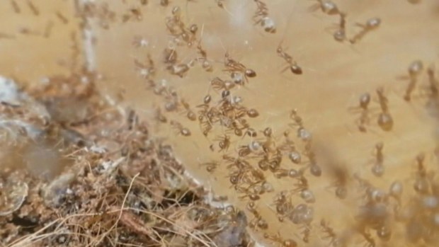 Yellow crazy ants