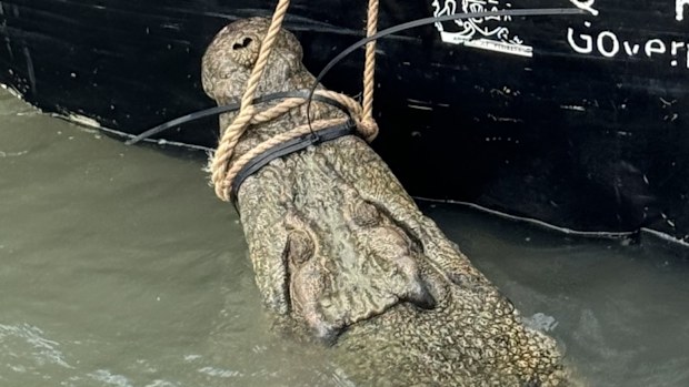 The animal was captured in a baited trap at Cardwell Marina yesterday.