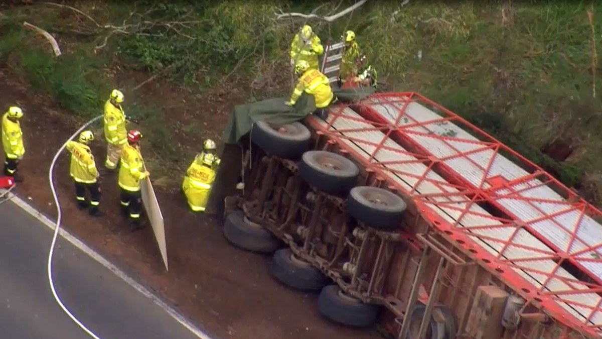 Cows killed after cattle truck overturns in Sydney | Nine.com.au