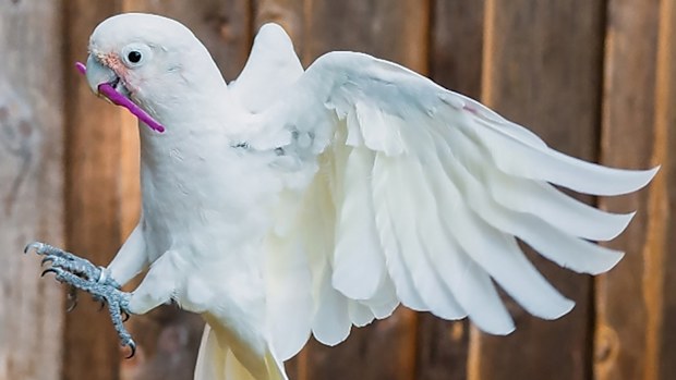 Cockatoos can not only use tools, they can carry whole toolkits
