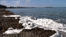 Algae levels have increased at 40 per cent of the state's testing stations over the past week, with the greatest impact seen on the metropolitan coast.
