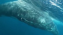 A rescue mission has unfolded off Rottnest Island, with a 12 metre humpback whale tangled in fishing line.